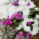 Grahl's Markranstädt