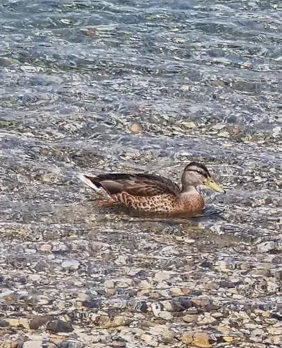 Grahl's * Markranstaedt