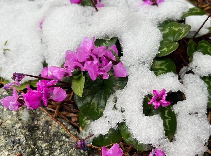 Grahl's Markranstaedt